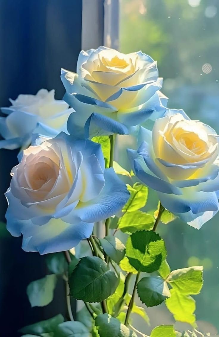 Gelb Himmelblau Rose Blumensamen zur Aussaat ohne Gentechnik Traditionssorte Garten Samen Growing leuchtend