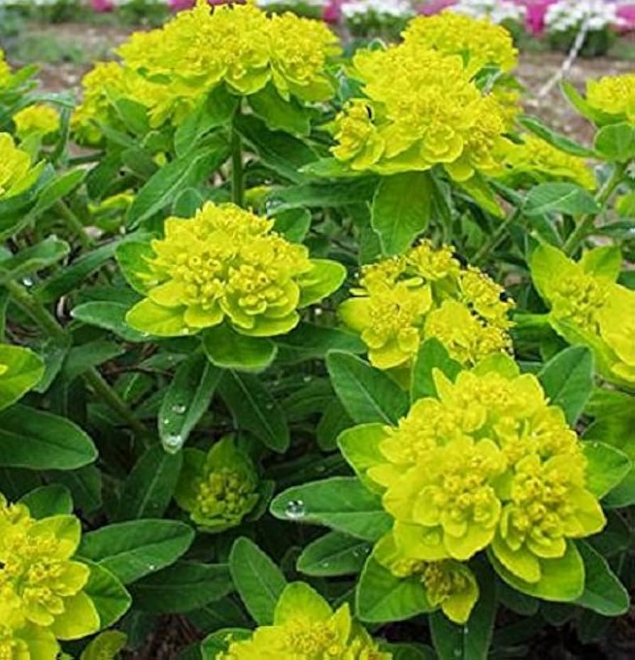 Euphorbia Polychroma Euphorbia polychroma Blumensamen zur Aussaat Blume Beet