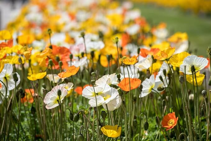 Ballerina mix poppy samen for colorful blumen