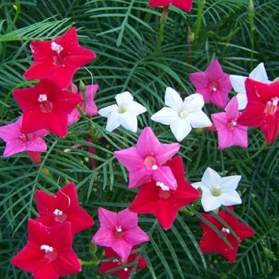 Gemischt Liana Blumensamen zur Aussaat – farbenfroh Schau – Traditionssorte & ohne Gentechnik Samen Hausgarten