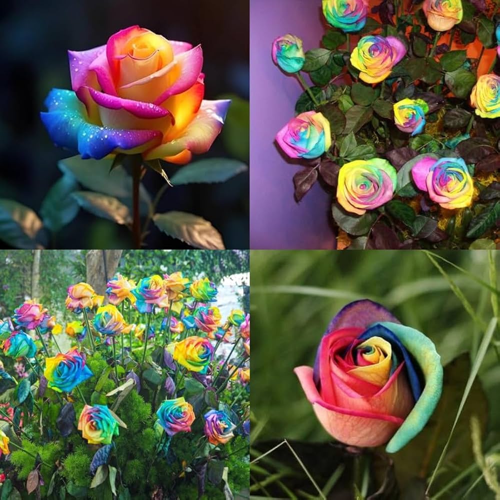 MultiColor Rose Blumensamen zur Aussaat hochwertige Qualitäts- Traditionssorte & ohne Gentechnik Samen Hausgarten