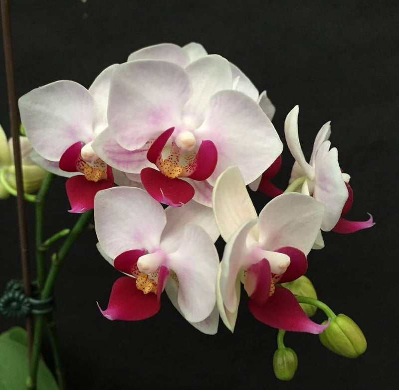 Phalaenopsis weiß rosa blume samen for anpflanzung - wildflower mix, heirloom & gmo free samen for home garten
 
 sale for anpflanzung in home garten.
