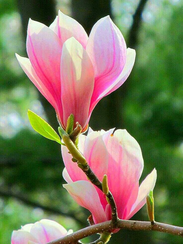 Magnolia Blume Samen zur Aussaat – Anzucht Blüten Garten