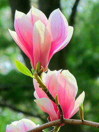 Magnolia Blume Samen zur Aussaat – Anzucht Blüten Garten