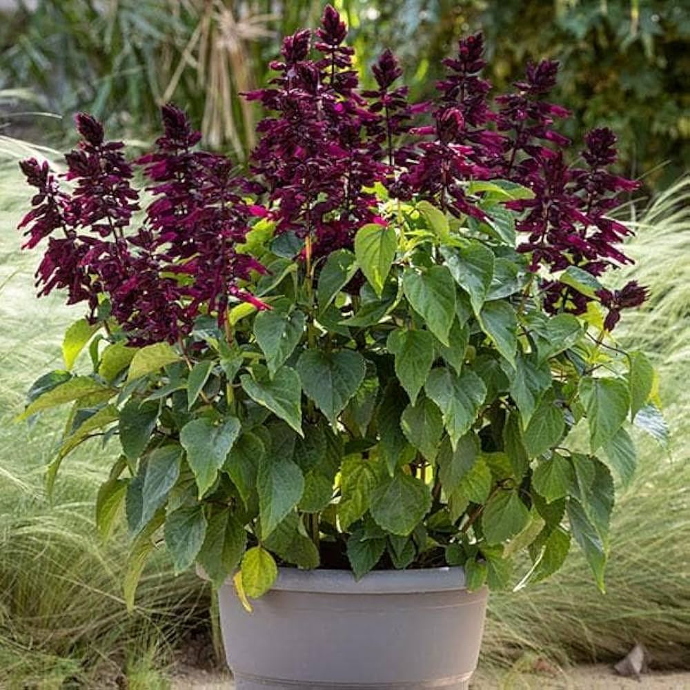 Salvia Splendens Sizzler Lila Samen zur Aussaat Schmetterling Garten Window Planters