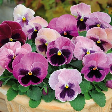 Pansy (pansy blume) samen for anpflanzung in home garten