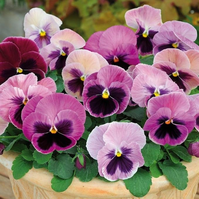 Pansy (pansy blume) samen for anpflanzung in home garten