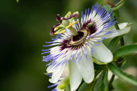 Passionflower Passiflora spp. Samen zur Aussaat – Great Garten & Blume Beet