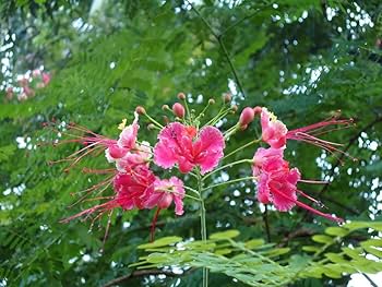 Rosa Caesalpinia Blumensamen zur Aussaat Bestäuber freundlich Traditionssorte & ohne Gentechnik Samen Hausgarten