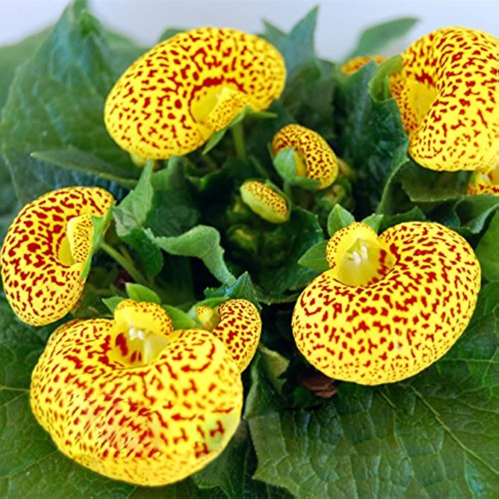 Gelb Rot Calceolaria Blumensamen zur Aussaat – farbenfroh Schau – Traditionssorte & ohne Gentechnik Samen Hausgarten