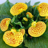 Gelb Rot Calceolaria Blumensamen zur Aussaat – farbenfroh Schau – Traditionssorte & ohne Gentechnik Samen Hausgarten