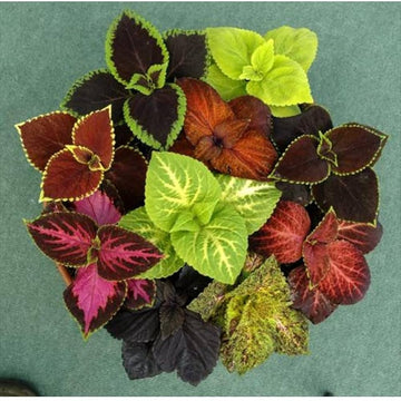 Fairway mix coleus samen for foliage and moon garten anpflanzung
