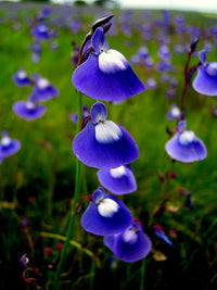 Blau bladderwort blume samen for anpflanzung - low maintenance, heirloom & gmo free samen for home garten
 
 sale samen for home garten