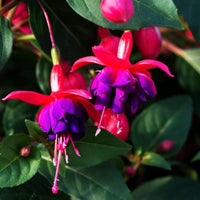 Traditionssorte Fuchsie Blumensamen zur Aussaat duftend Blüten Traditionssorte & ohne Gentechnik Samen Hausgarten