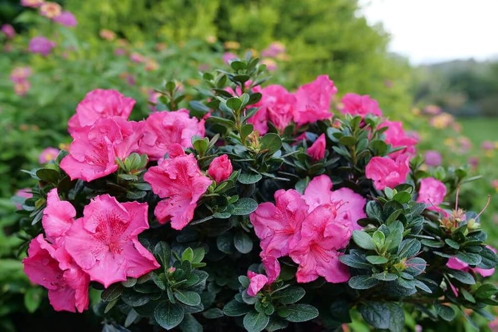 Azalee Blumensamen zur Aussaat Garten beliebt Traditionssorte & ohne Gentechnik Samen Hausgarten