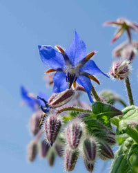 Dark blau borago blume samen for anpflanzung - compact growth, heirloom & gmo free samen for home garten
 
 sale samen for anpflanzung in home garten