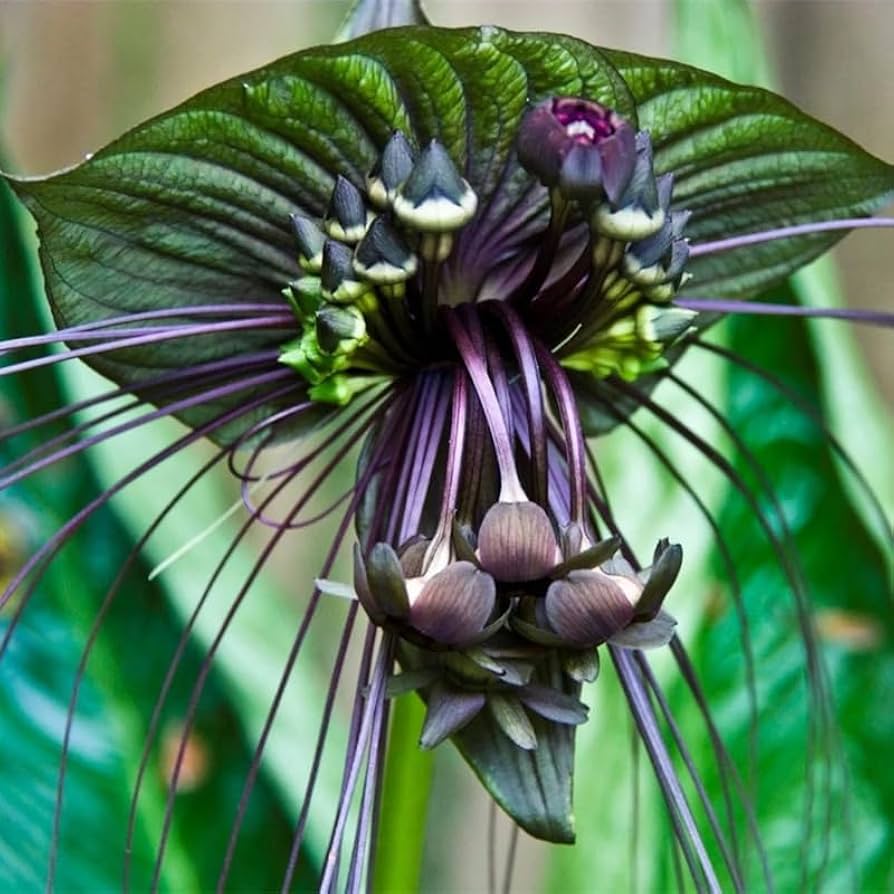 Schmetterling Orchidee Blumensamen zur Aussaat – duftend Blüten – Traditionssorte & ohne Gentechnik Samen Hausgarten