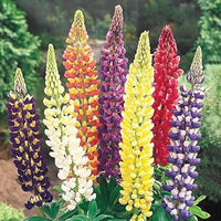Lupine mixed blume samen for anpflanzung - perfect for borders, heirloom & gmo free samen for home garten
 
 sale for anpflanzung in home garten