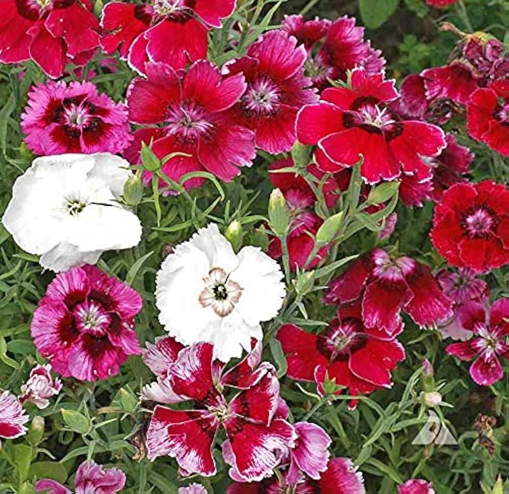 Nelke Velvet N Lace Samen zur Aussaat Nelke Barbatus Blume Beet Landhaus Garten