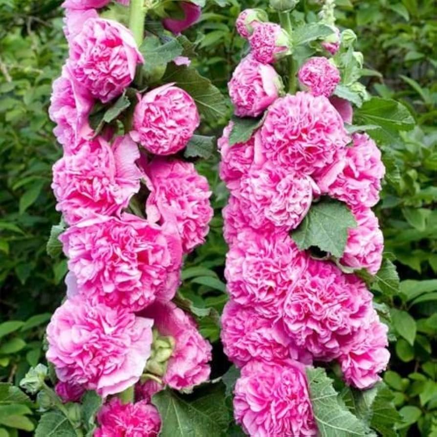Hollyhock chater bright rosa samen for anpflanzung cottage garten