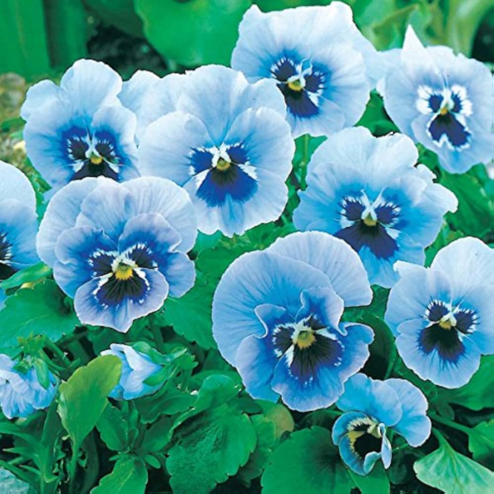 Joker hell Blau Stiefmütterchen Samen elegant Blau Blumen