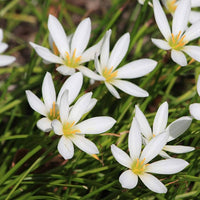Rain Lilie Zephyranthes spp. Samen Mischung zur Aussaat Urban Gärten