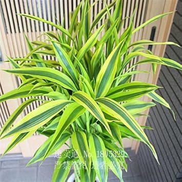 Grün dracaena fargans blume samen for anpflanzung - long bloom season, heirloom & gmo free samen for home garten
 
 sale samen for anpflanzung in home garten