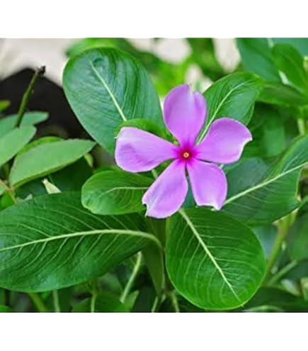 Catharanthus Blumensamen zur Aussaat Garten beliebt Traditionssorte & ohne Gentechnik Samen Hausgarten