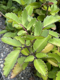 Bryophyllum Pinnatum Blumensamen zur Aussaat – Garten beliebt – Traditionssorte & ohne Gentechnik Samen Hausgarten