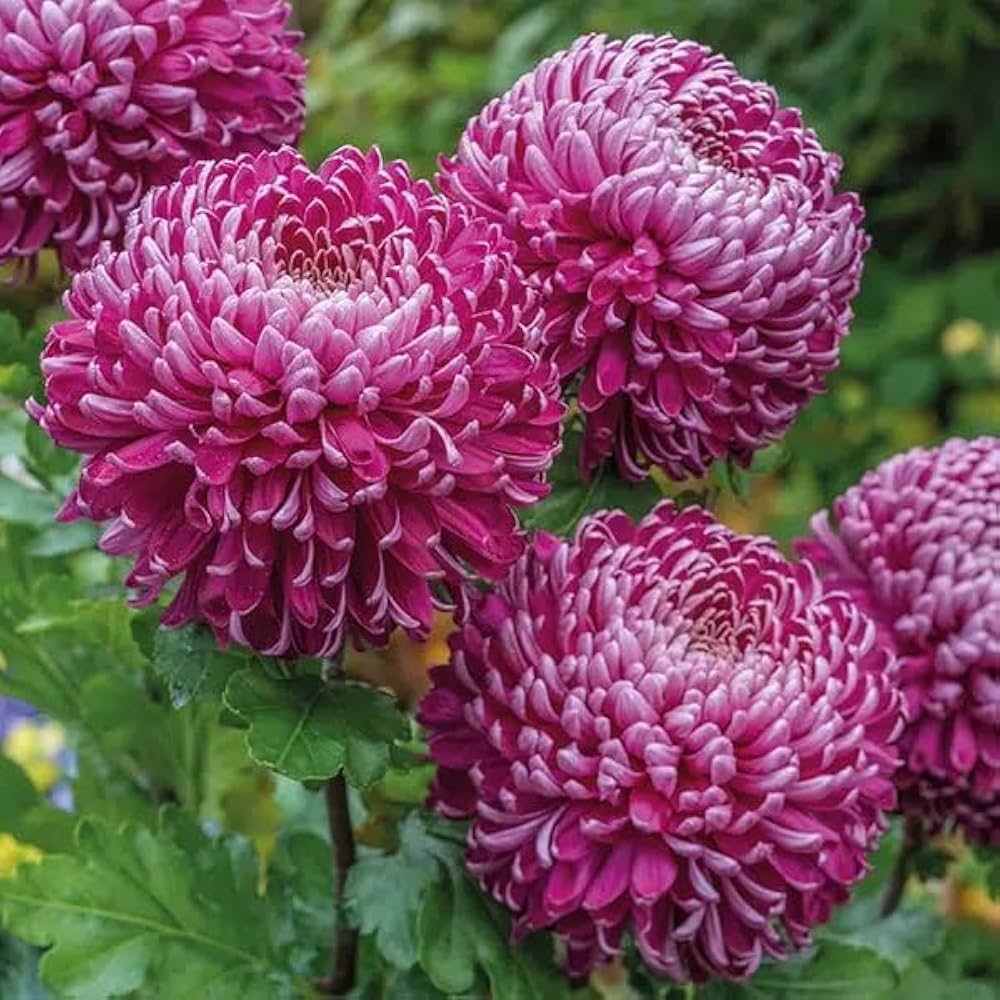 Lila Blau Chrysantheme Blumensamen zur Aussaat – kompakt Wuchs – Traditionssorte & ohne Gentechnik Samen Hausgarten