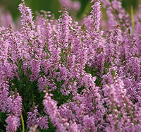 Violett Calluna Blumensamen zur Aussaat – Drought verträglich – Traditionssorte & ohne Gentechnik Samen Hausgarten
