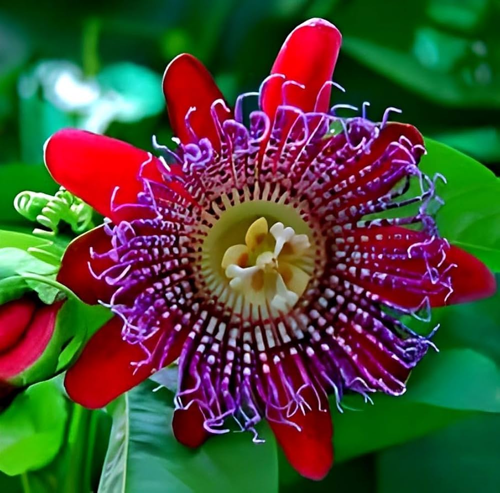 Rosa und Weiß Passion Blumensamen zur Aussaat