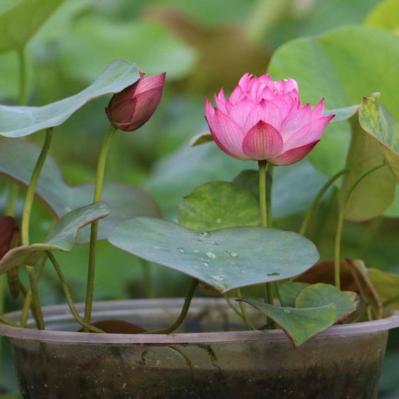 Mini lotus nymphaea spp for anpflanzung in water garten