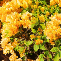 dunkel Gelb Drillingsblume Blumensamen zur Aussaat – Drought verträglich Traditionssorte & ohne Gentechnik Samen Hausgarten