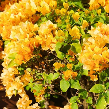 dunkel Gelb Drillingsblume Blumensamen zur Aussaat – Drought verträglich Traditionssorte & ohne Gentechnik Samen Hausgarten
