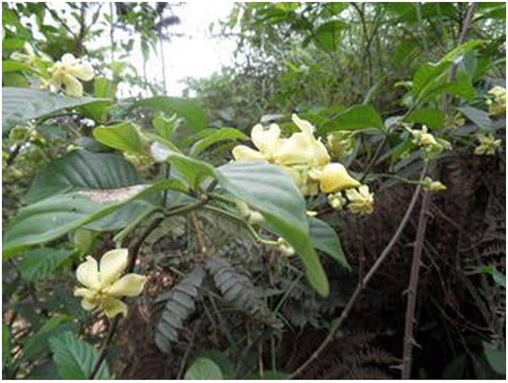 Voacanga Blumensamen zur Aussaat – duftend Blüten – Traditionssorte & ohne Gentechnik Samen Hausgarten