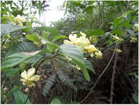 Voacanga Blumensamen zur Aussaat – duftend Blüten – Traditionssorte & ohne Gentechnik Samen Hausgarten