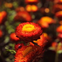 Rot gelb strawflower samen anpflanzung dried blooms blume