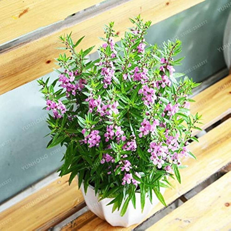 Angelonia salicariifolia humb samen