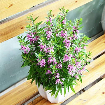 Angelonia salicariifolia humb samen