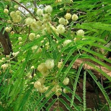 Grün desert fern blume samen for anpflanzung - compact growth, heirloom & gmo free samen for home garten
 
 sale for anpflanzung in home garten.