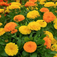 Calendula triangle blume samen re-seeding annual