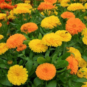 Calendula triangle blume samen re-seeding annual