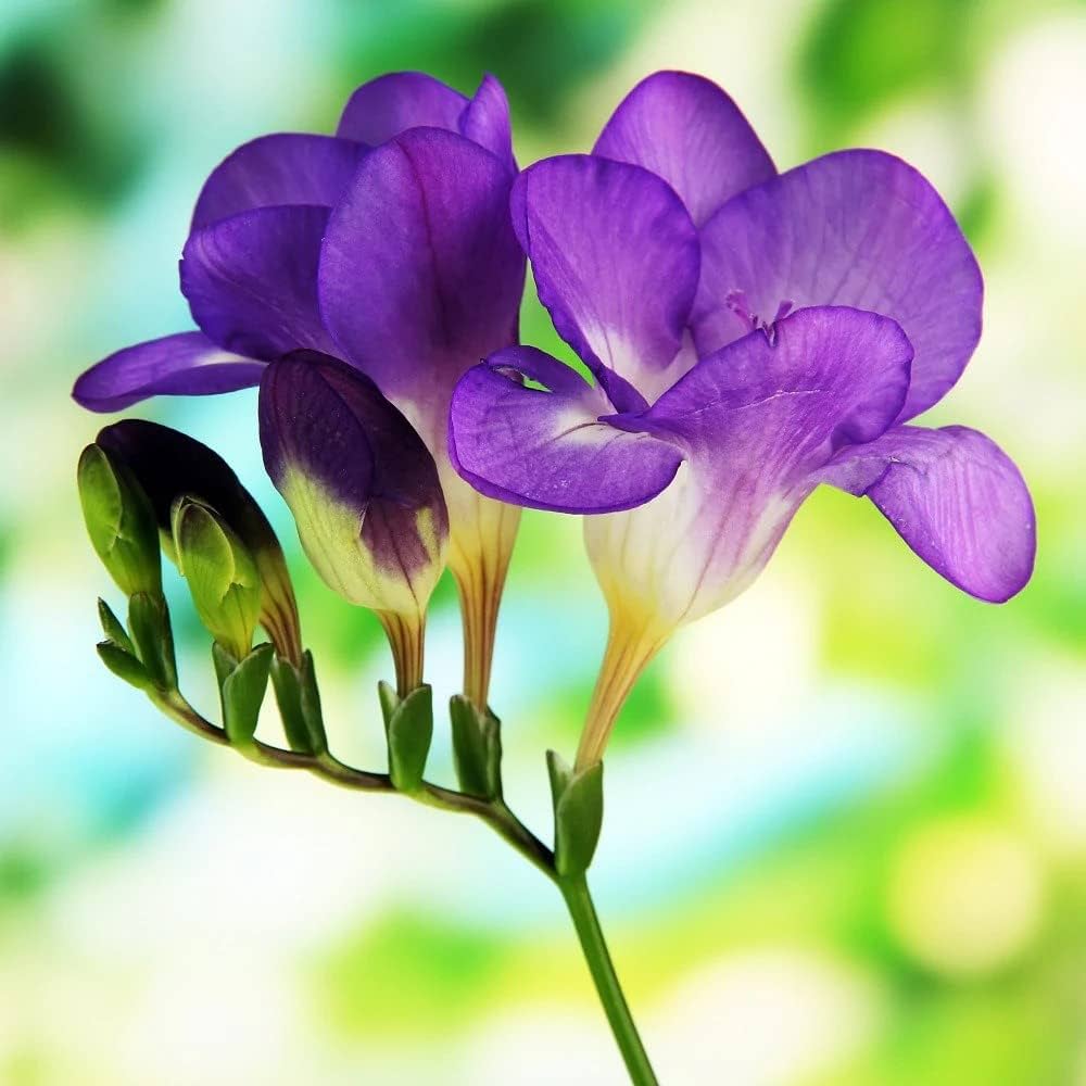 Lavendel Freesia Blumensamen zur Aussaat – Bestäuber freundlich – Traditionssorte & ohne Gentechnik Samen Hausgarten