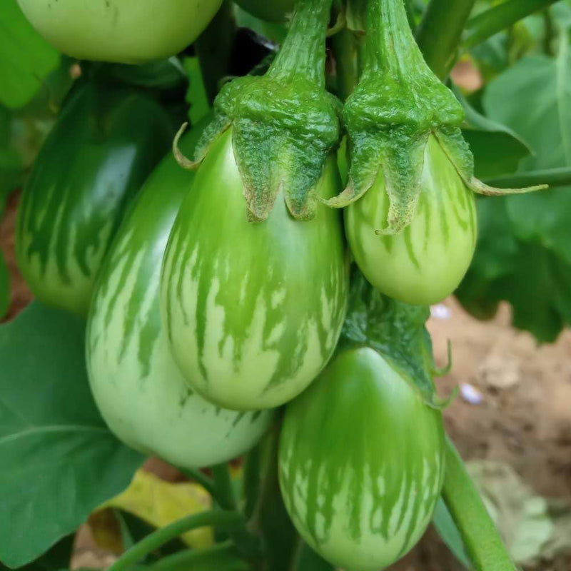 Semi di melanzana verde da piantare in giardino
