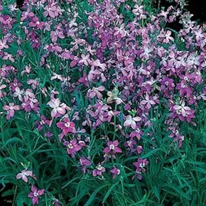 Lavender-scented evening stock samen for fragrant blooms