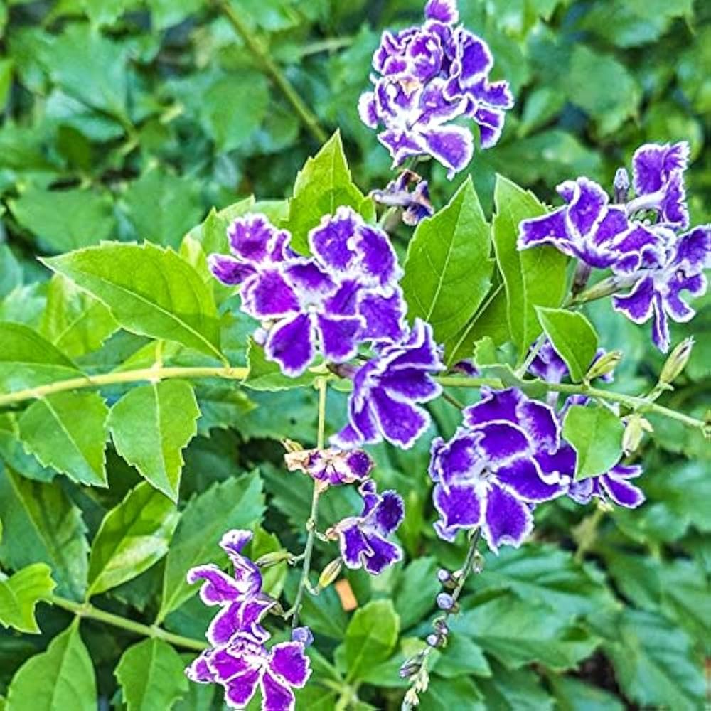 Duranta Erecta Blumensamen zur Aussaat Landhaus Garten wichtig Traditionssorte & ohne Gentechnik Samen Hausgarten