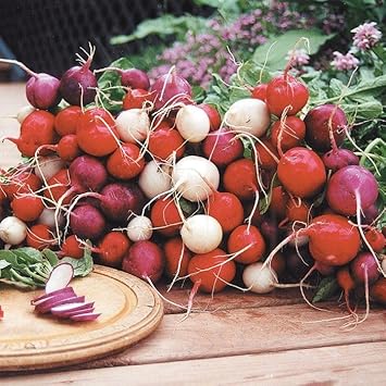 Easter egg radish samen - colorful aussaat für vibrant harvests gemüse samen