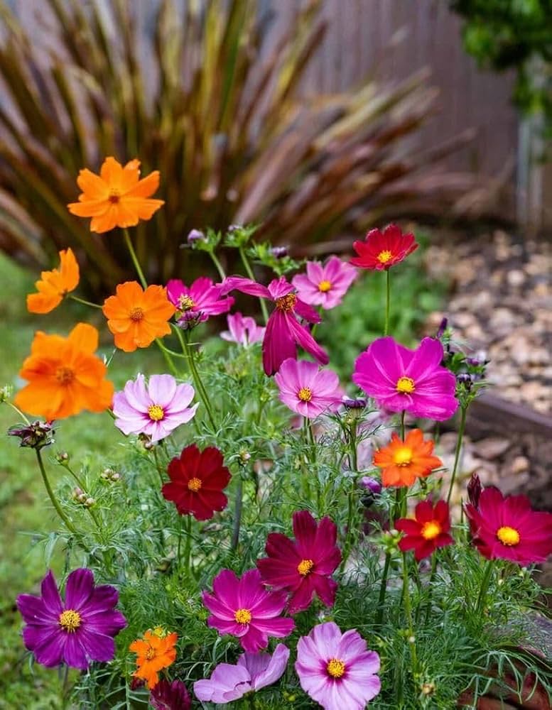 Crazy Mischung Cosmos Blumensamen zur Aussaat – ideal Rabatten – Traditionssorte & ohne Gentechnik Samen Hausgarten