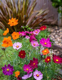 Crazy Mischung Cosmos Blumensamen zur Aussaat – ideal Rabatten – Traditionssorte & ohne Gentechnik Samen Hausgarten